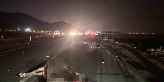 Muş’ta İneklerin Yola Çıkması Kazaya Yol Açtı: 1 Kişi Yaralandı