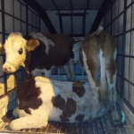 Elazığ'da Trafik Kazası: 1 Kadın Hayatını Kaybetti thumbnail