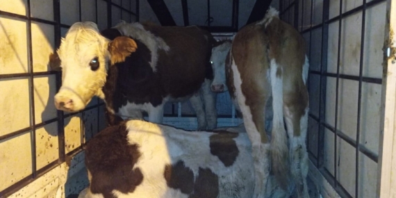 Muş’ta Jandarma Kontrolünde Ele Geçirilen Çalıntı Büyükbaş Hayvanlar