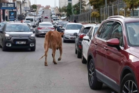 sehirde-inek-akini-trafikteki-ilginc-anlar-Hcqb2bmM.jpg