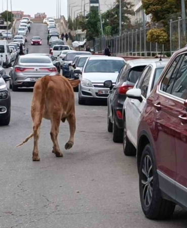 sehirde-inek-akini-trafikteki-ilginc-anlar-Hcqb2bmM.jpg