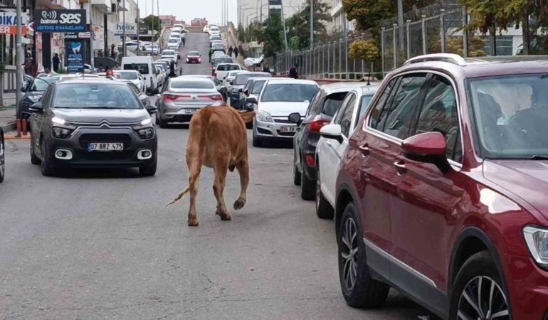 sehirde-inek-akini-trafikteki-ilginc-anlar-Hcqb2bmM.jpg