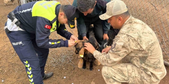 Siirt’te Hayvan Kazalarını Önlemek İçin Reflektif Bant Uygulaması