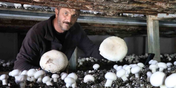 Yılın Son Mantar Hasadı: Sonbaharın Lezzetleri!