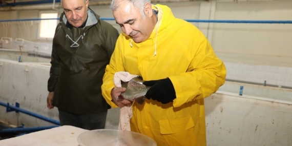 Elazığ’da Alabalık Sağım Çalışmalarında Yeni Gelişmeler