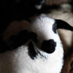 Fabrika Modundaki Lisenin Yıllık Cirosu 1,5 Milyon TL! thumbnail