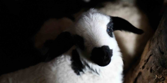 Erzincan’da Yılın Son Kuzuları: Üreticilere Umut ve Neşe Getirdi