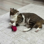 Malatya'da 23 Nisan Coşkusuyla Miniklerin Renkli Bayram Kutlamaları thumbnail