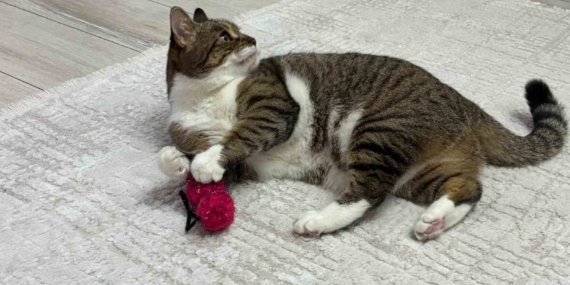 Evcil Hayvanlar İçin Önemli Aşı Uyarısı: Uzmandan Tavsiyeler