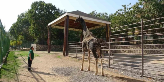 Gaziantep Doğal Yaşam Parkı’nın Sevimli Maskotu Zürafa Hayatını Kaybetti