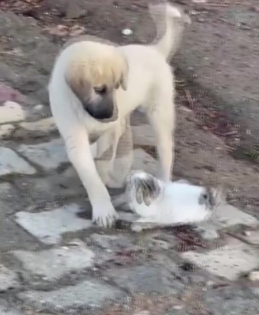 gercuste-yavru-kedi-ve-yavru-kopegin-sevimli-kavgasi-goruntulendi-85Tzz3TM.jpg