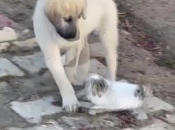 gercuste-yavru-kedi-ve-yavru-kopegin-sevimli-kavgasi-goruntulendi-85Tzz3TM.jpg