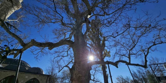 Harput’un 3 Asırlık Çınarı: Zamanla Yarışan Tarih