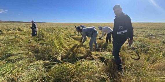 Karacadağ Pirinci: Volkanik Arazinin Zengin Mineral Mirası