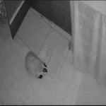 Mehmet dedenin sarı-lacivert evi gündem oldu thumbnail