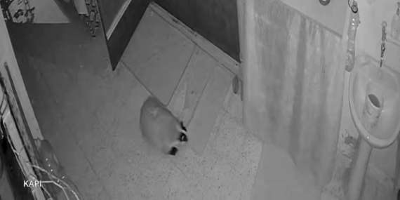 Kedilerinin Mamasını Koruma Amacıyla Porsukla Mücadele İçin Alarm Sistemi Kurdu