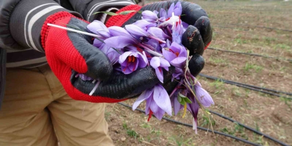 Malatya’da Gramı 600 TL Olan Safranın Yüksek Talebi: Yok Satıyor!