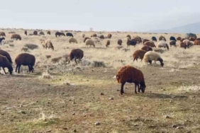 patnosta-kar-olmamasi-ciftcilerin-yuzunu-guldurdu-iklim-degisikligi-etkileri-N2uermPU.jpg