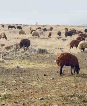 patnosta-kar-olmamasi-ciftcilerin-yuzunu-guldurdu-iklim-degisikligi-etkileri-N2uermPU.jpg