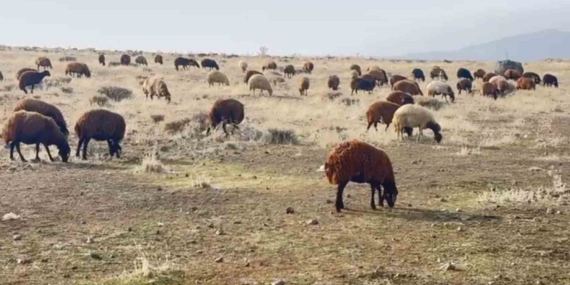 Patnos’ta Kar Olmaması Çiftçilerin Yüzünü Güldürdü: İklim Değişikliği Etkileri