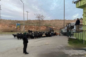 siirt-hayvan-pazari-sap-hastaligi-sonrasi-tekrar-acildi-rXvKz45k.jpg