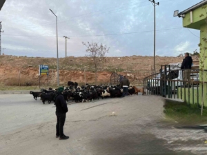 siirt-hayvan-pazari-sap-hastaligi-sonrasi-tekrar-acildi-rXvKz45k.jpg