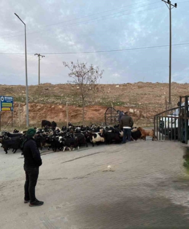 siirt-hayvan-pazari-sap-hastaligi-sonrasi-tekrar-acildi-rXvKz45k.jpg