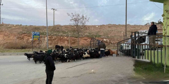Siirt Hayvan Pazarı Şap Hastalığı Sonrası Tekrar Açıldı