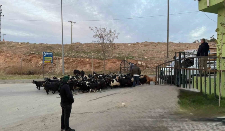 siirt-hayvan-pazari-sap-hastaligi-sonrasi-tekrar-acildi-rXvKz45k.jpg