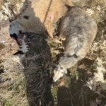 Iğdır'ın Çorak Arazileri Ağaçlarla Yeniden Canlanıyor thumbnail