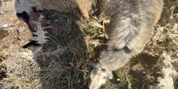 Sürüden Ayrılan Koyunları Kurt Yakaladı: 28 Koyun Telef Oldu