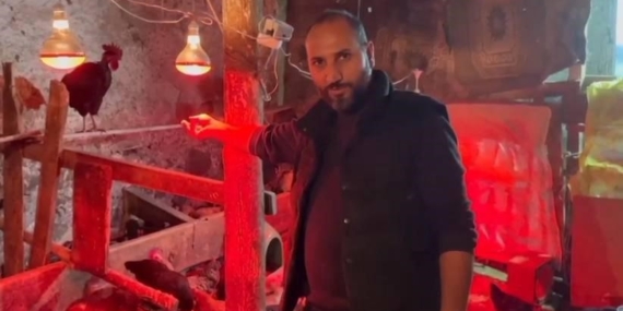 Tavuklara Müzikli Terapi: Yumurta Verimini Artırmanın Sırları