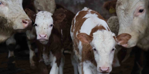 Yıl Sonunda İki Kat Mutluluk: Üreticinin İkiz Buzağı Sevinci