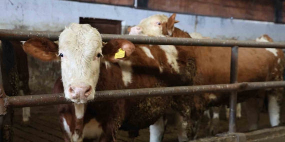 Yüzde 60 Hibe ile 300 Hayvan Kapasiteli Çiftlik Kurma Başarısı