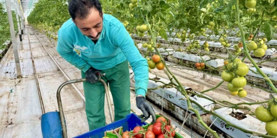 Ağrı’nın Jeotermal Serası: Avrupa Pazarına Açılan Yeni Ürünler
