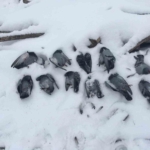 Elazığ'da Kadına Yönelik Şiddetle Mücadele Eğitimi: Farkındalık ve Destek Programı thumbnail