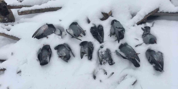 Elazığ’da Soğuk Hava Kurbanı: Yüzlerce Güvercin Donarak Hayatını Kaybetti