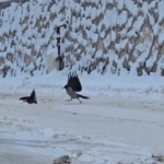 Malatya'da Uyuşturucu Operasyonu: İki Gözaltı thumbnail