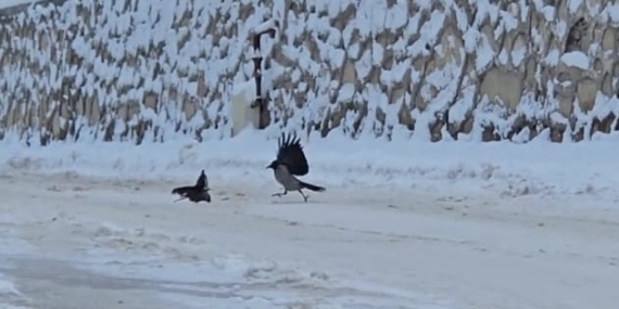 Kargalar Beyaz Mantalara Gömülen İlçede Sokaklara Akın Etti