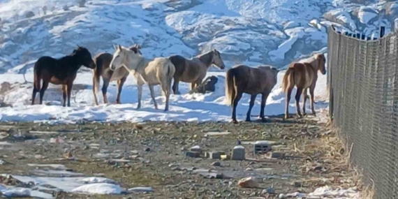 Kulp’ta Yaban Atların Merkeze İnişi: Aç Kalma Mücadelesi