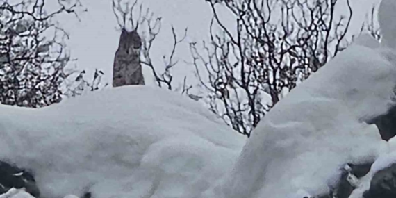 Elazığ’da Nadir Görülen Vaşak Annesi Kamera Önünde
