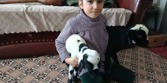 Elazığ’da Soğuk Hava Kuzuları Eve Taşındı: Biberonla Beslenen Yenidoğan Kuzular