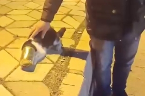 konserve-kutusuna-sikisan-tuy-yumagi-kedi-kurtarildi-3KktlmPw.jpg