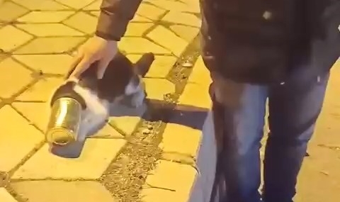 Konserve Kutusuna Sıkışan Tüy Yumağı Kedi Kurtarıldı