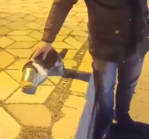 konserve-kutusuna-sikisan-tuy-yumagi-kedi-kurtarildi-3KktlmPw.jpg