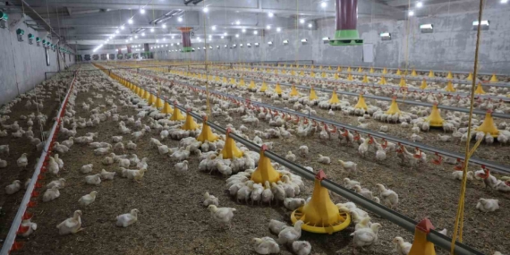 Devlet Desteğiyle İkinci Çiftliğini Kurma Başarısı