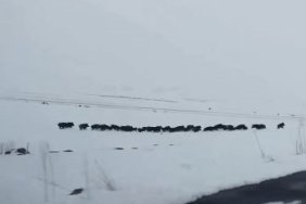 karla-kapli-araziyi-kesfeden-domuz-surusu-goruntulendi-S2ZFem32.jpg
