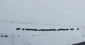 karla-kapli-araziyi-kesfeden-domuz-surusu-goruntulendi-S2ZFem32.jpg