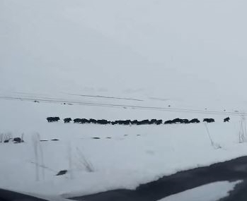 Karla Kaplı Araziyi Keşfeden Domuz Sürüsü Görüntülendi