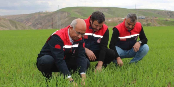 Siirt’te Yağışlarda Yüzde 150 Artış, Tarımsal Hasıla Beklentileri Yükseldi